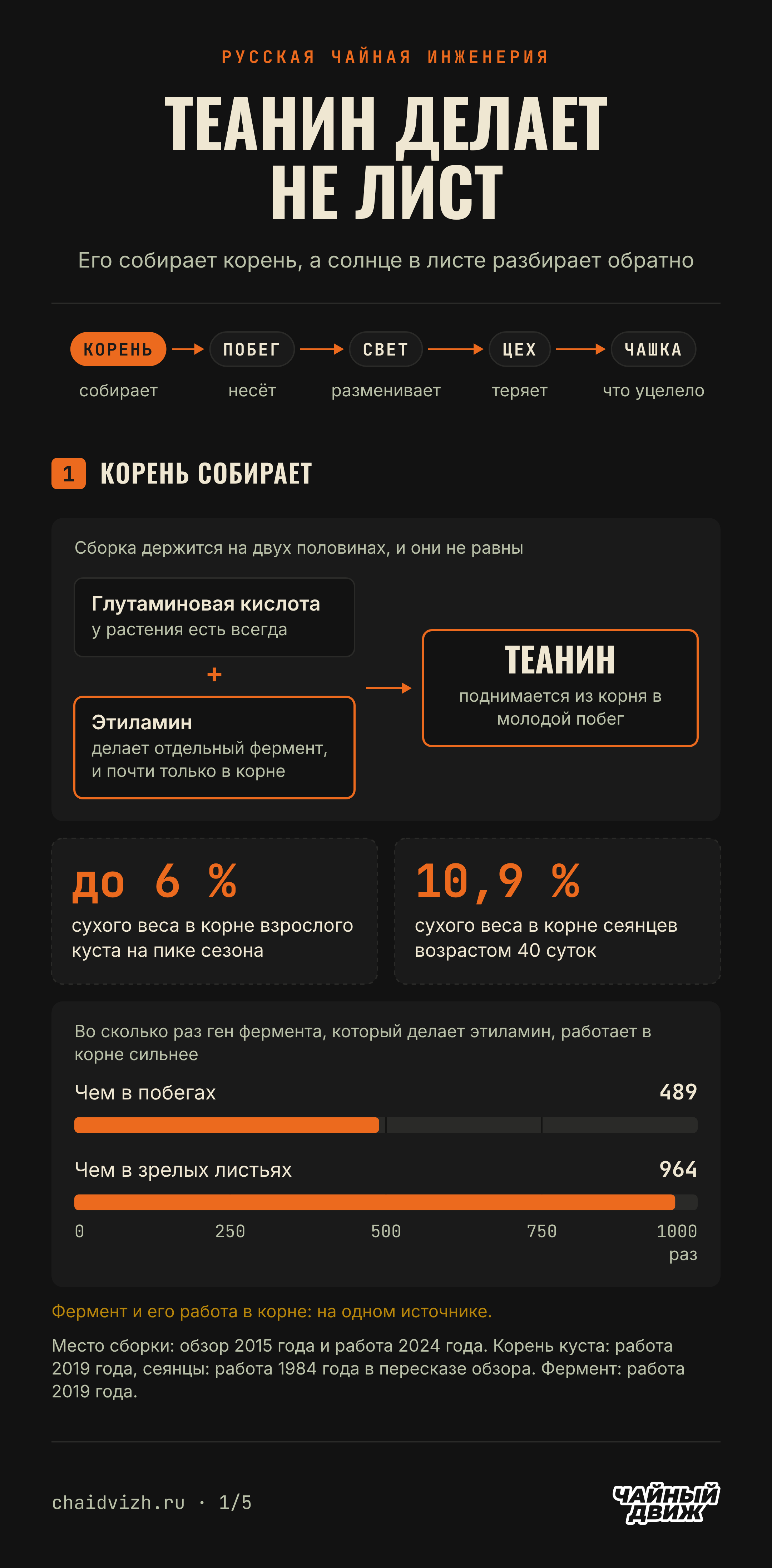 Теанин собирает корень из глутаминовой кислоты и этиламина: в корне его до 6 % сухого веса, у сеянцев 10,9 %, а ген фермента, который делает этиламин, работает в корне в 489 раз сильнее, чем в побегах, и в 964 раза сильнее, чем в зрелых листьях.
