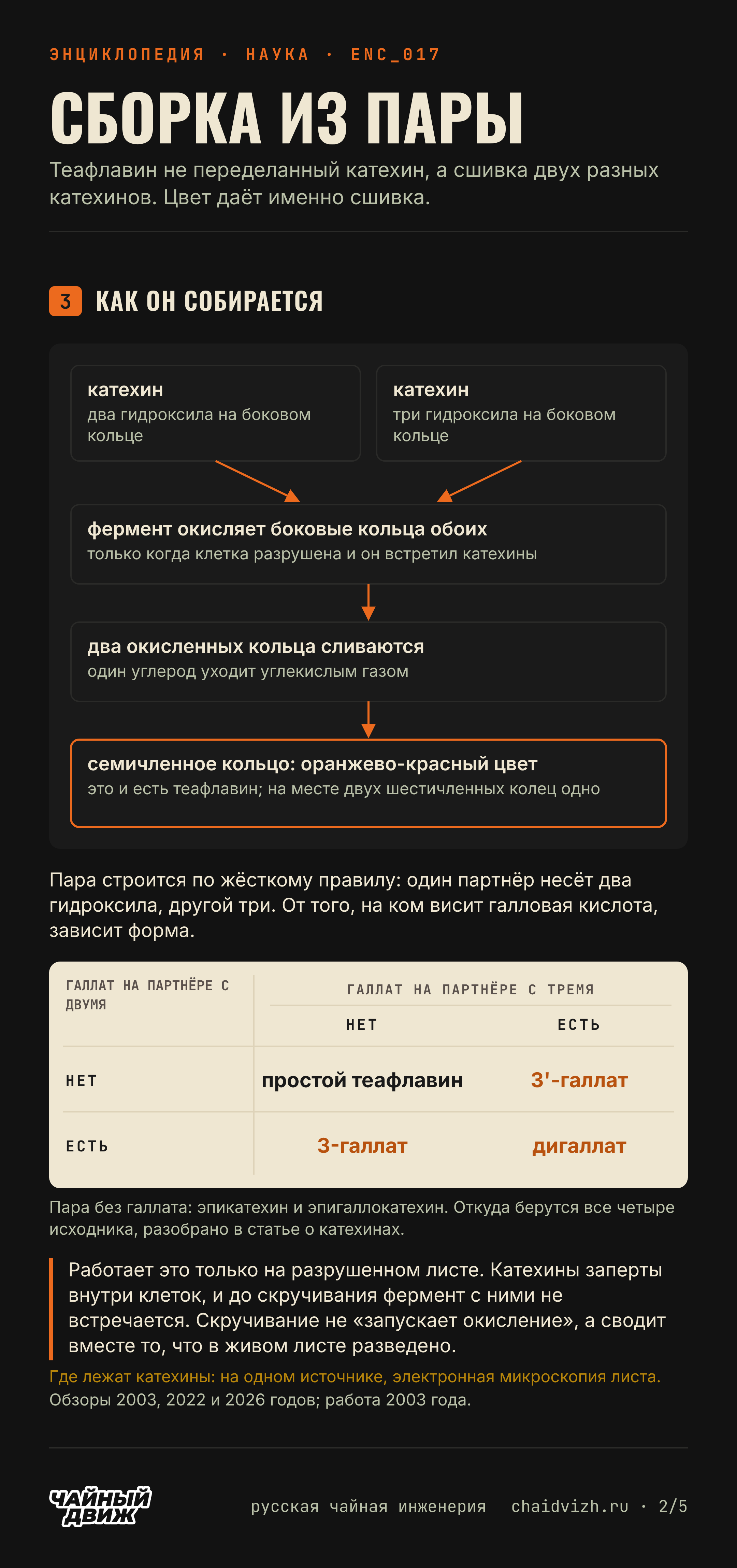 Схема сборки: фермент окисляет катехин с двумя и катехин с тремя гидроксилами, кольца сливаются с потерей углерода в семичленное кольцо оранжево-красного цвета; таблица четырёх форм по галлату на каждом партнёре.